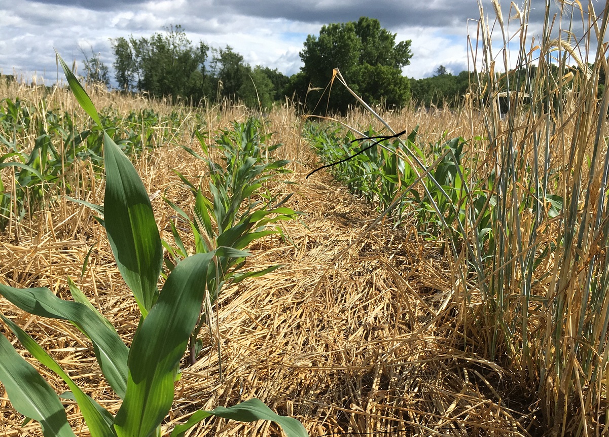 Mid-Season Corn Evaluation - Durham NH