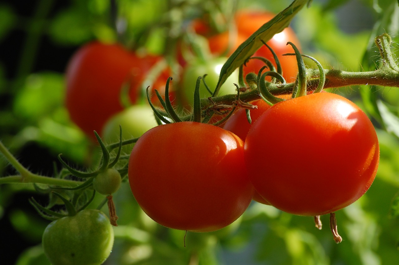 Tips for Growing Tomatoes: Trellising, Pruning and More