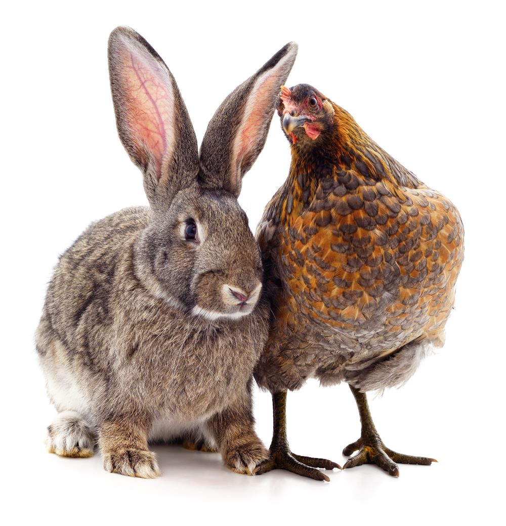 Food Safety for Poultry and Rabbit Producers June 2025