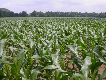 Mid-Season Corn Evaluation - Hopkinton NH