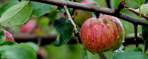 apple tree