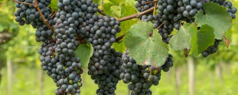 grapes on a vine