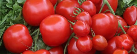 tomatoes