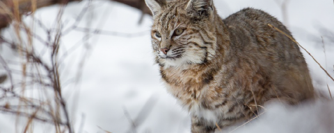 bobcat in the snow