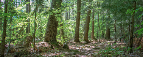 New Hampshire forest