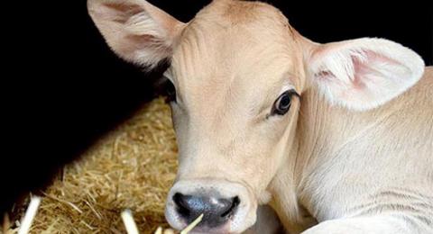 calf
