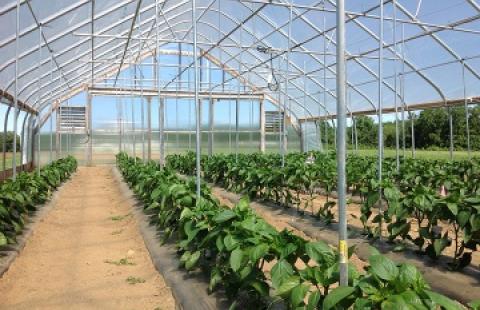 plants in the greenhouse