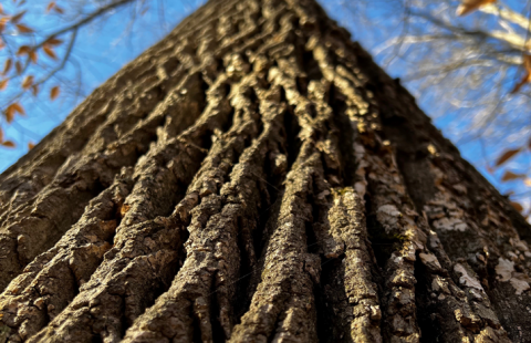 Old Growth Forest Tree