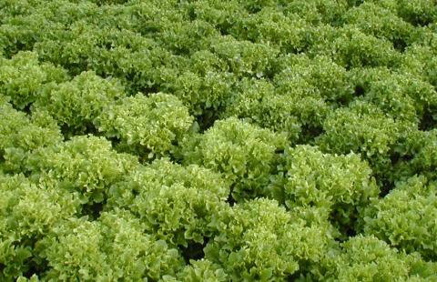 Lettuces