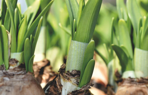 Spring bulbs
