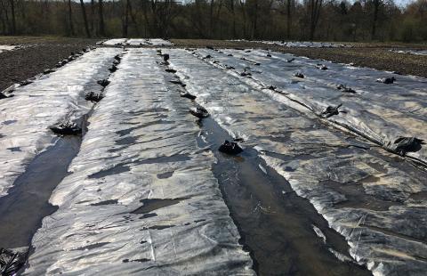 Tarping