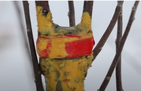 grafted fruit tree