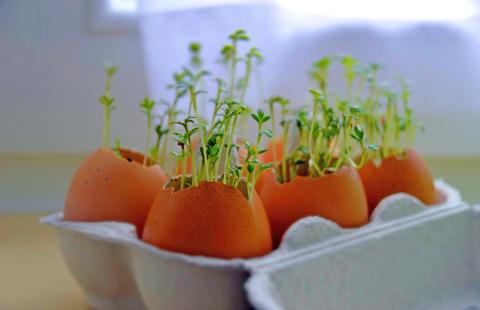 Microgreens in egg shells