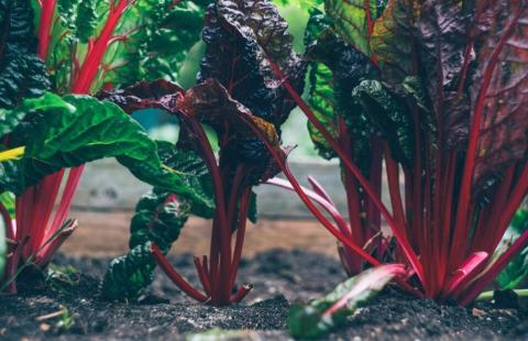 leafy green vegetable plants