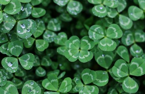 Patch of clovers with a four-leaf clover in the middle