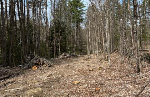 open landing after forest harvesting completed surrounding with mature white pine trees with bright blue sky background