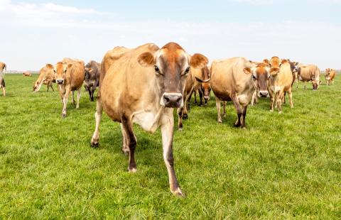 Jersey cattle herd on pasture