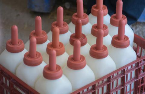 Milk bottles for calves