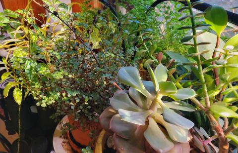 several house plants crowded together in a window