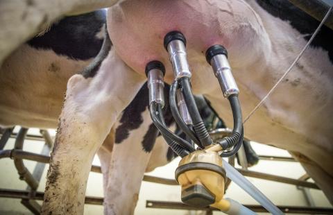 underneath view of a cow's udder with milking machine on