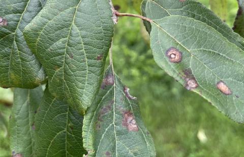 Frogeye leaf spot and black rot and on Apple