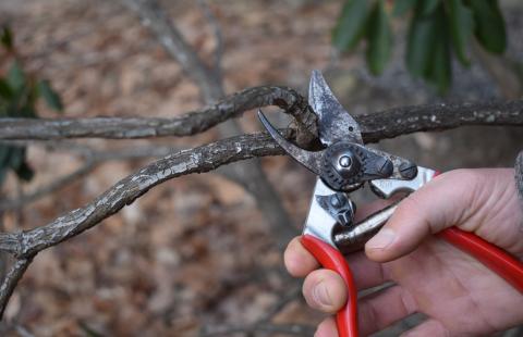 Pruners making cut