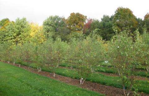 Nursery shrubs