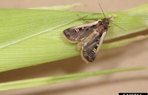 Western bean cutworm adult on corn ear. Photo credit: Adam Sisson, Iowa State University, bugwood.org