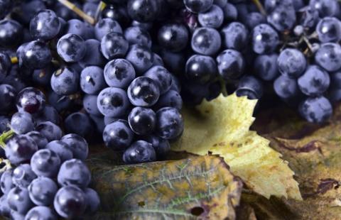 wine grapes