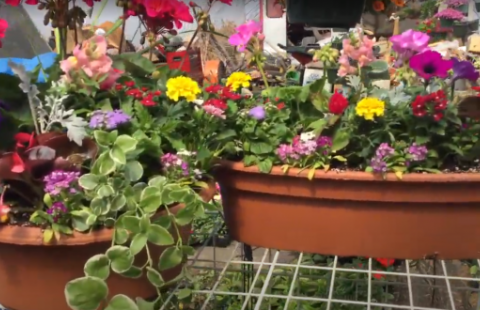 mixed flower planters