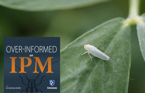 potato leafhopper adult, courtesy of Steve L. Brown, University of Georgia, Bugwood.org 