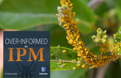 aphids on a plant
