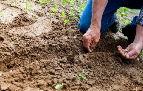 planting seeds in the garden