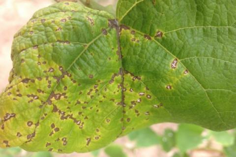close up of leaf