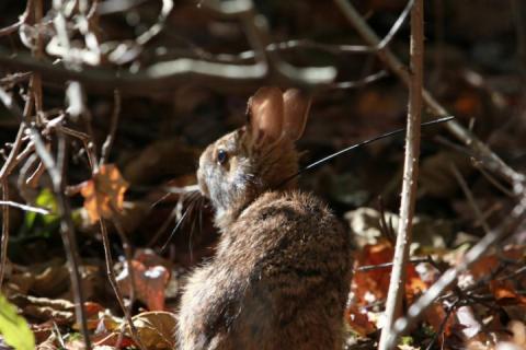 rabbit in the woods