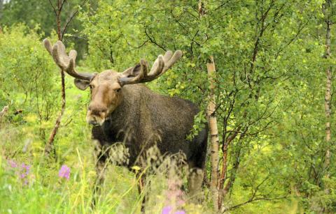 moose in the woods