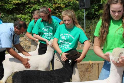 showing sheep 