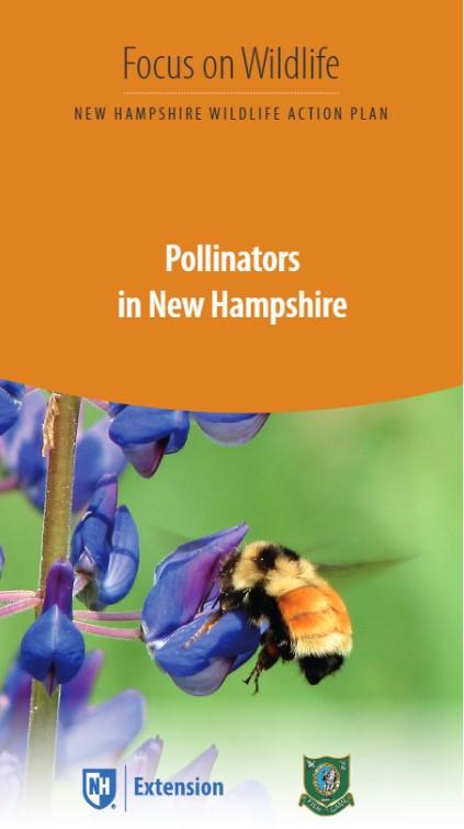 Pollinators in New Hampshire, part of the Focus on Wildlife Brochure series