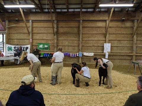 Hillsborough County Fair sheep show