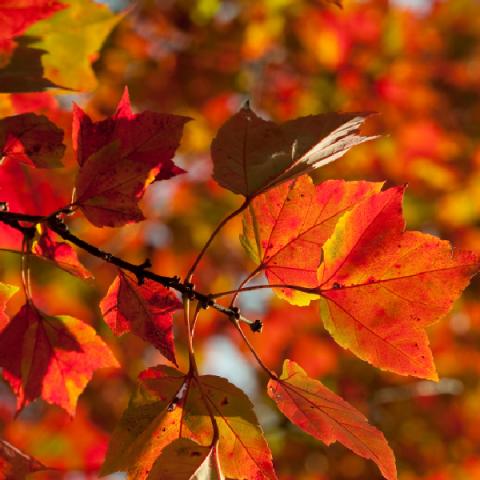 maple leaves in fall