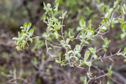 autumn olive
