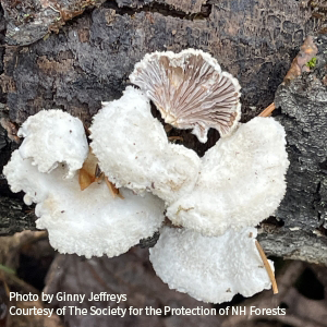 white mushroom