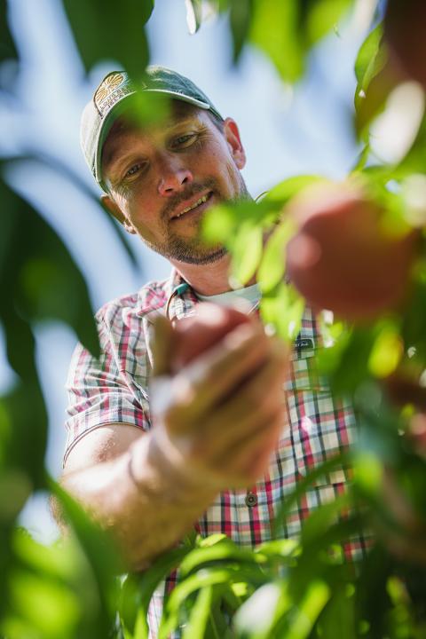 Man picking a peach from peach tree