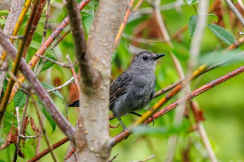 Gray Catbird