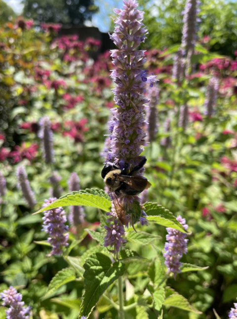 bumblebee on a a garden flower